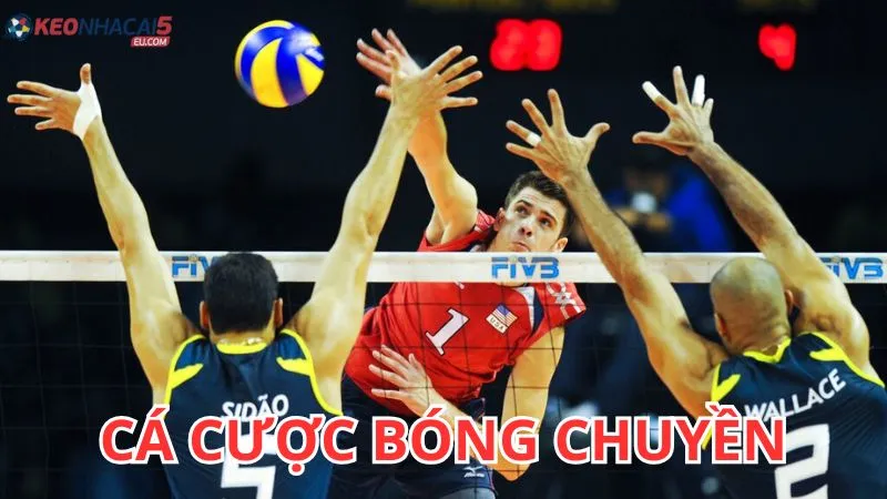 Cá cược bóng chuyền A-Z bí quyết bỏ túi cho người mới